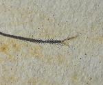 Orthogonikleithrus hoelli ARRATIA 1997 - Bild &copy; FossNet FossilienStore